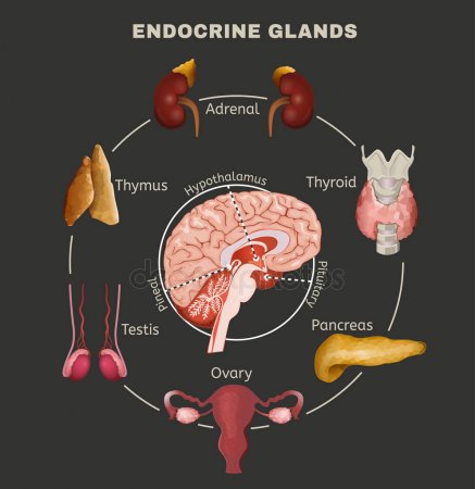 endocrine